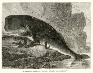 Een Gestrande Potvis (Catodon Macrocephalus) door English School
